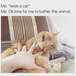 catsuggest: catstextposts: Me af  not okay 