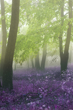 banshy:  Morning Wonder | Ildiko Neer   
