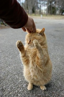 naglly:  押すにゃ… (via Meowww | Cutest Paw) 