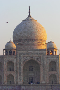 wanderthewood:Taj Mahal, Agra, Uttar Pradesh, India by fernandodelatorre46