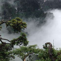 acavalheiro:  The fog is coming up the mountain #fog #mystic