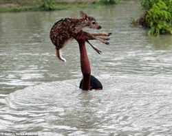 deerbabystyles:   A young boy in Bangladesh risked his life in