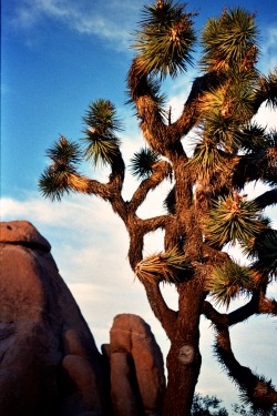 apex35mm:  Joshua Tree Rock n Brissle // 35mm WORKS by APEX35mm // STORE // FB // INSTAGRAM