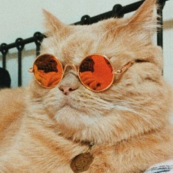 avatlantica:  mood: cats in glasses 