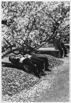s-h-o-w-a:   Men laying under cherry blossoms. From the photobook