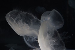 darkblastoise:  darkblastoise:  Moon Jellyfish - Aurelia Aurita