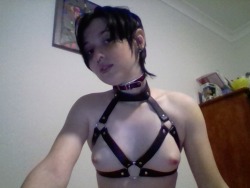 pixie-oni:  pixie found her harness