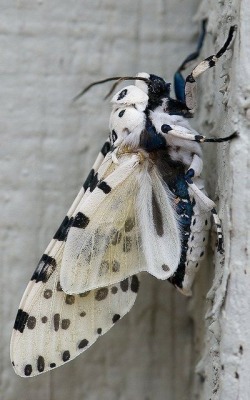 marcida:  Photo Challenge Day 2: Wing-Time And that is a moth. Really fascinating colors. 