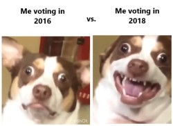 werewolfhusband:Mr. Bubs says vote dammit. 