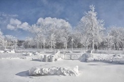 Nature’s cold shoulder (frozen mist coats the landscape near