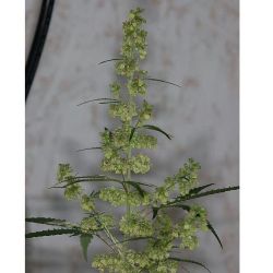 weedporndaily:  #spacedude in full bloom this is what a full