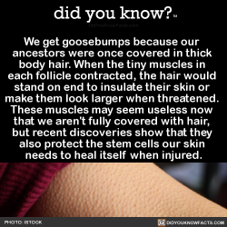 did-you-kno:  We get goosebumps because our  ancestors were once