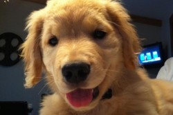 goldenretrieverworld:  Ray Charles : The Blind Golden Retriever