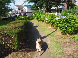 shibainu-komugi:  今日の柴犬の小麦さん #shiba #dog