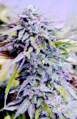 cannabisculturez:  Never pay for Weed again - Click here