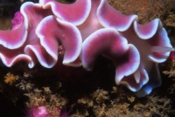 astronomy-to-zoology:   Frilled Nudibranch (Leminda millecra)