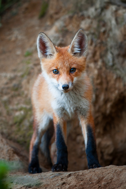 expressions-of-nature:  Curiosity by: Alexei Drangovsky 