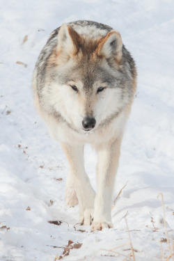 thatwanderinglonewolf:  By Mark Dumont