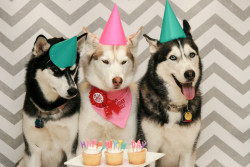 handsomedogs:  Birthday Party! Follow us on instagram! http://www.instagram.com/arcticbluesiberians