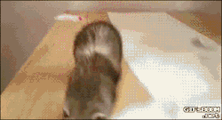 tastefullyoffensive:  Video: Ferret Fails Jump from Table