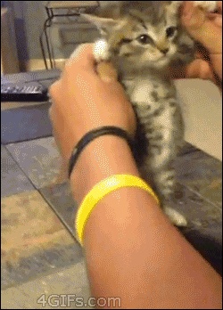 4gifs:  Kitten gets silly. [video]