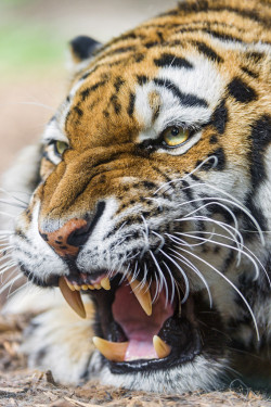 bigcatkingdom:  Pissed off Siberian tigress! (by Tambako the