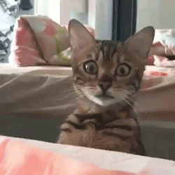 sleepinsidemysoul:  Smart duck 😏
