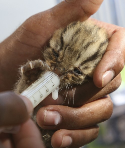 The milk of human kindness (this tiny Leopard cub was found and rescued during the recent floods in Cambodia)
