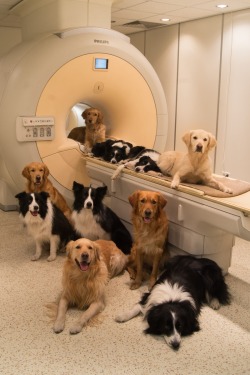 meritinpu:  wowthing:  micdotcom:  Brain scans reveal what dogs