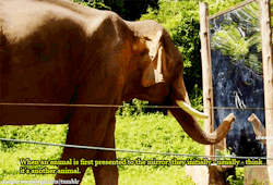 farrahtales:   Sanjai, a 20-years old bull (male elephant), sees