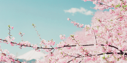 yuffii:  Sakura (by **sione**) 