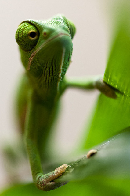 beauty-on-earth:  Jemenchamäleon by Michael Molthagen on Flickr. 