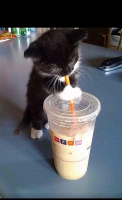 cute-overload:  But I’m thirsty.http://cute-overload.tumblr.com