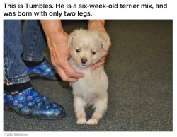 buzzfeed:  Scientists Made A 3D-Printed Wheelchair For A Puppy