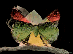ladylabsinthe:  La métamorphose du papillon (1904)  