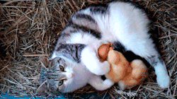 datdrunkpone:  fragmentsofmysanity:  these are my kittens, yes