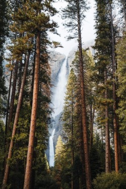 different-landscapes:  Yosemite falls towering above the trees