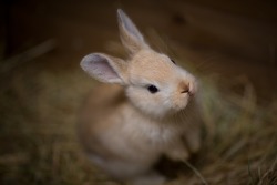 llbwwb:  For the bunny lovers:)  (via 500px / Bugs by Kyle Behrend)