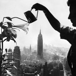 tamburina:  Ernie Sisto, Watering Lilies, New York City, 1955