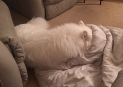 skookumthesamoyed:  cloudthesamoyed:  sometimes you just gotta