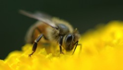 mothernaturenetwork:  Could bacteria from honeybees replace antibiotics?Bacteria
