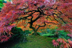 lu-48:  The Most Beautiful Trees in the World Portland Japanese