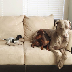 awesome-picz:   Two Dogs Get A New Puppy And Now They’re The Best Sleeping Buddies Ever. 