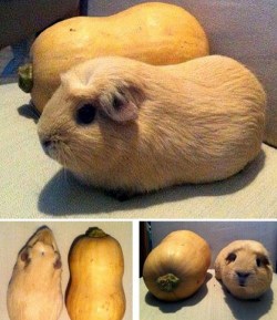 cute-overload:  They Named the Squash “Guinea Pig”http://cute-overload.tumblr.com