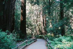 joslo:  Muir Woods, California by xenerr on Flickr.