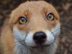 onegreenplanet:  Meet Pudding, the Photogenic Fox That’s too