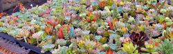 dorfette:  myend-ismybeginning: Succulents 