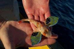 stedubes:   A sea robin. 