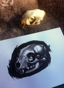 artofmaquenda:    Ink studies of my bobcat skull for #Inktober2017