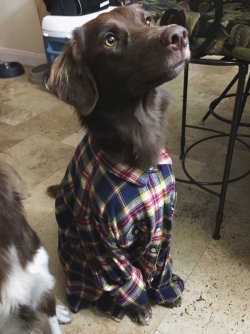 babyanimalgifs: I’m a sucker for boys in flannels